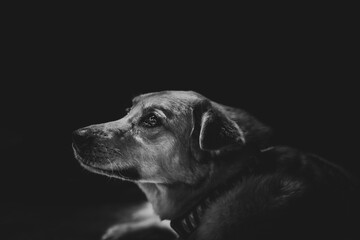 Black And White Dog Portrait