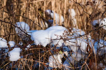 winter in the village. winter lake covered with ice and snow. reeds. rink. the water is covered with snow. early winter