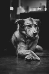 Black And White Dog Portrait (Vertical)