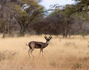 Black Springbok