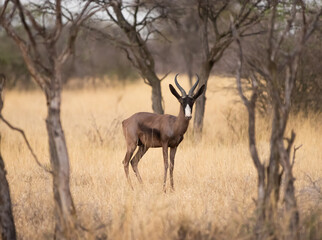 Black Springbok