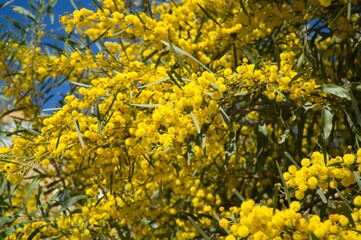 Yellow flowers. Yellow Acacias. Background concept