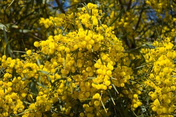 Obraz premium Yellow flowers. Yellow Acacias. Background concept