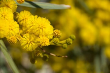 Yellow flowers. Yellow Acacias. Background concept