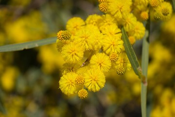 Yellow flowers. Yellow Acacias. Background concept