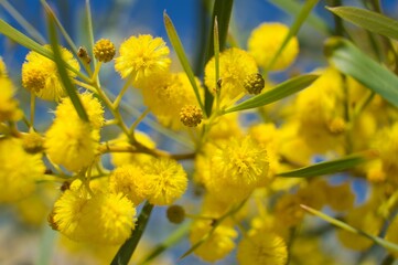 Yellow flowers. Yellow Acacias. Background concept