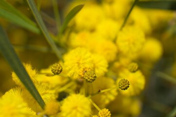 Yellow flowers. Yellow Acacias. Background concept