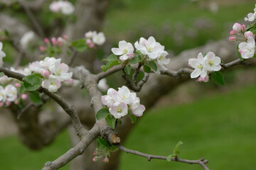 apple blossoms
