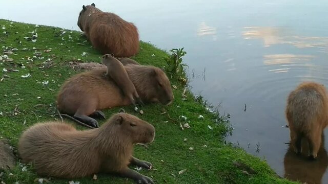 Baby Capybara and family rest close a a lake in southeast Brazil