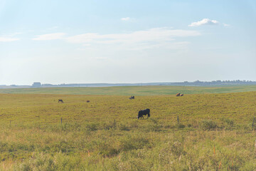 Obraz premium Large farm of extensive beef cattle breeding in Brazil