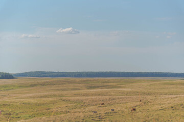 Large farm of extensive beef cattle breeding in Brazil