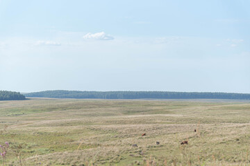 Large farm of extensive beef cattle breeding in Brazil