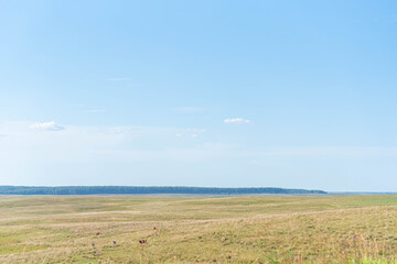 Fototapeta premium Large farm of extensive beef cattle breeding in Brazil