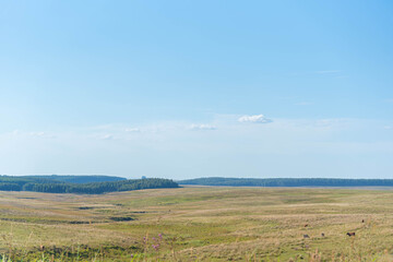 Obraz premium Large farm of extensive beef cattle breeding in Brazil