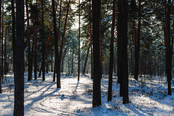 frosty winter landscape in snowy forest