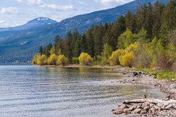 Trees in early spring along Okanagan Lake at the Evely Recreation Site, British Columbia, Canada