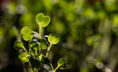 Fototapeta na wymiar fresh green seedlings growing healthy ecological food microgreens