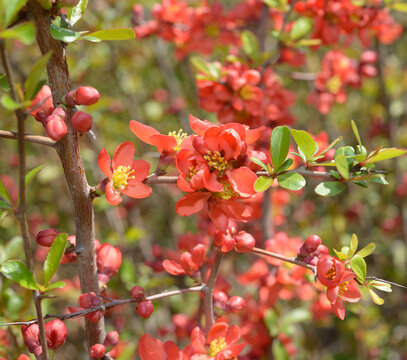 Chaenomeles, or red flowers on a spiny shrub