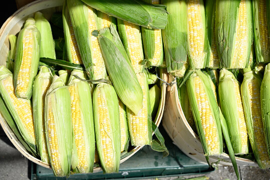 peaches and cream corn on the cob on display at market