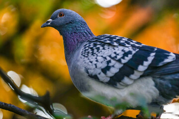 鳩と紅葉イメージ