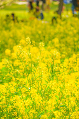 黄色い菜の花畑のイメージ