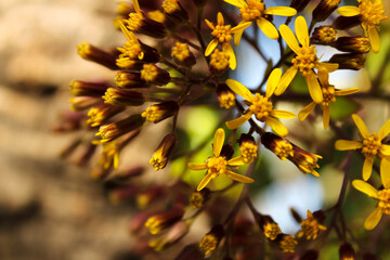 Colorful Senecio Petasitis flowers in the garden