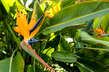 Bird of Paradise flower, Paradisaeidae plant