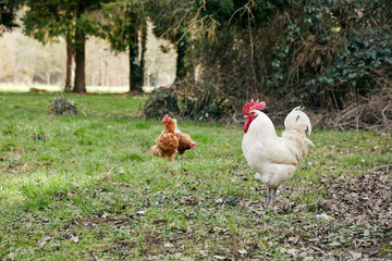 deux poules rousses et un coq blanc marchant dan sla nature au printemps 