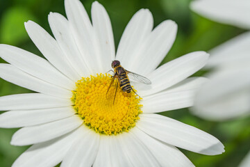 Obraz premium Bee Fly on Oxeye Daisy in Summer