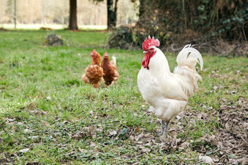 deux poules rousses et un coq blanc marchant dan sla nature au printemps 