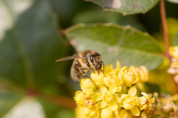 Flowering yellow flowers decorative shrub Mahonia aquifolium, Oregon-grape. beautiful yellow flowering garden plants with honey bee collecting nectar in spring.