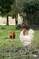 deux poules rousses et un coq blanc marchant dan sla nature au printemps 