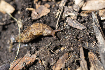Milky Slug on Soil in Winter