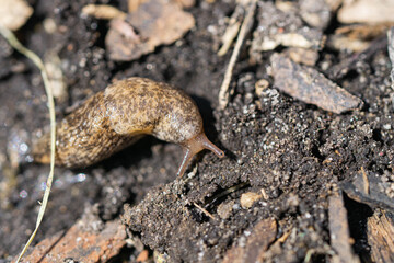 Milky Slug on Soil in Winter