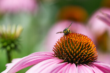 Pugnacious Leafcutter Bee on Echinacea Flowers
