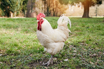 cob blanc libre marchant dans la nature au sol au printemps 