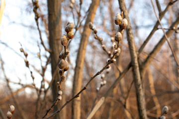 Nature awakes in spring. Blooming willow twigs and furry willow-catkins