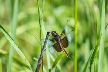 Widow Skimmer Dragonfly in Summer