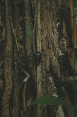 Obraz premium scarab