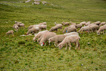 Obraz premium Vida andina del Perú.