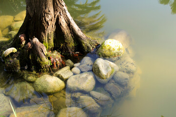 Tree roots underwater in a pond