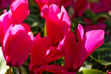 Pink Cyclamen flower in the garden