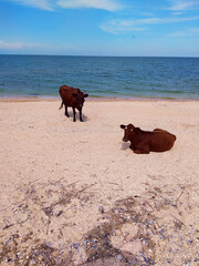 horse on the beach