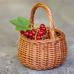Fototapeta na wymiar Healthy berries berries redcurrant, or red currant in sunny day. Closeup of basket full of berry fruits on concrete background