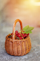 Fototapeta na wymiar Healthy berries berries redcurrant, or red currant in sunny day. Closeup of basket full of berry fruits on concrete background