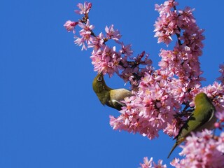 仲良く満開のオカメザクラの蜜を吸うメジロ
