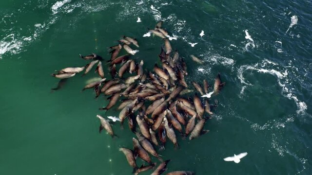 Close-up of sea lion feeding frenzy during herring spawn