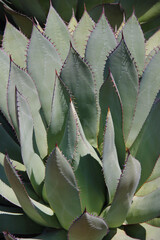 Close-up full frame view of the leaves of an outdoor Shaw’s agave plant