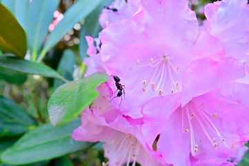 シャクナゲとアリ