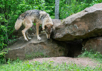A female wolf check out her den. - 420342209